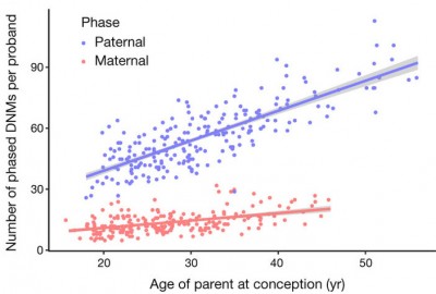 Связь числа новых мутаций (DNMs, de novo mutations, по вертикальной оси), полученных от отца (синие) и матери (красные), с возрастом родителя (по горизонтальной оси). Рисунок из обсуждаемой статьи в Nature