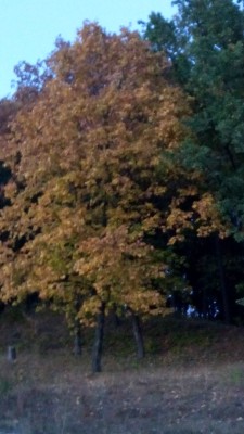 IMG_20151008_182251.jpg